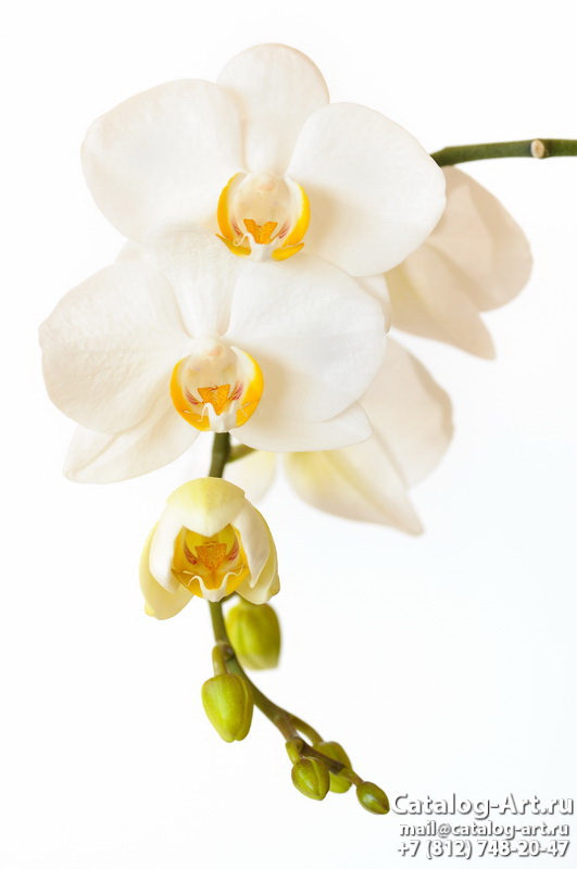 картинки для фотопечати на потолках, идеи, фото, образцы - Потолки с фотопечатью - Белые орхидеи 46
